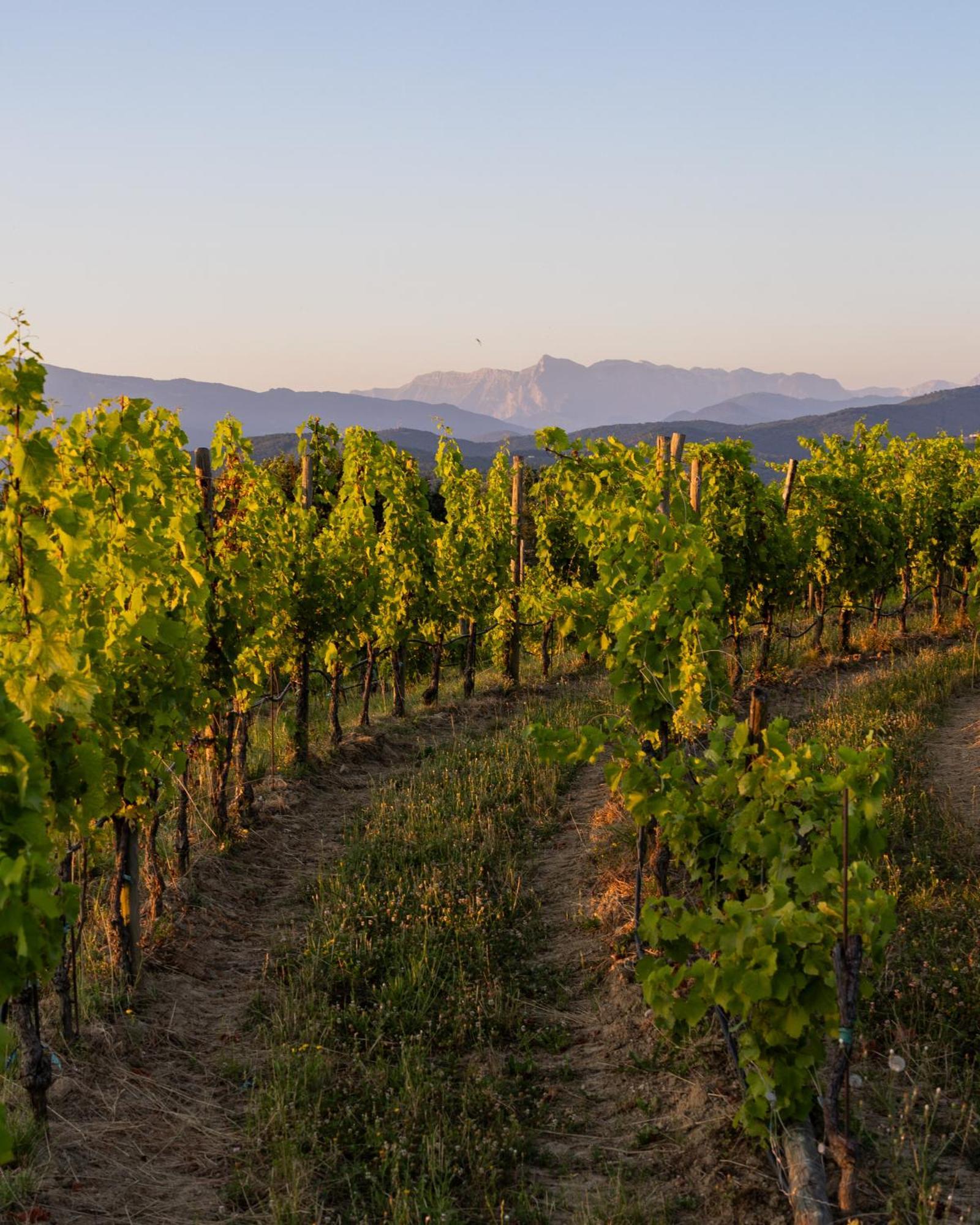 Tenuta Perusini Corno di Rosazzo Zewnętrze zdjęcie